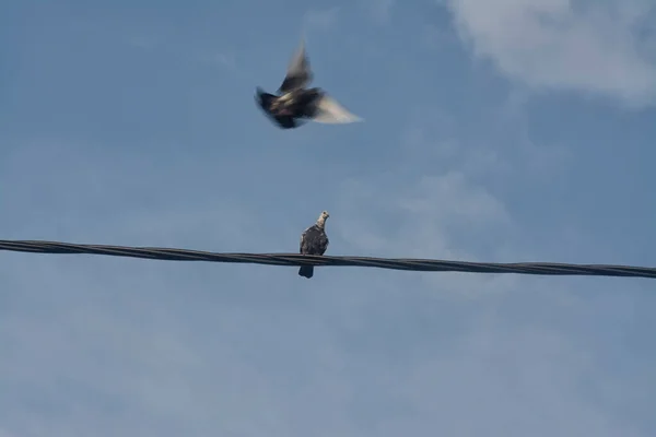 Merpati Duduk Tinggi Atas Kabel Listrik — Stok Foto