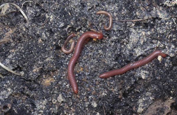 Chão Rastejando Com Vermelho Trigoniulus Corallinus — Fotografia de Stock