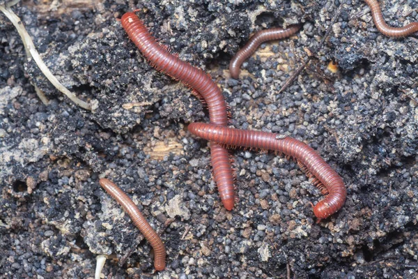 Chão Rastejando Com Vermelho Trigoniulus Corallinus — Fotografia de Stock