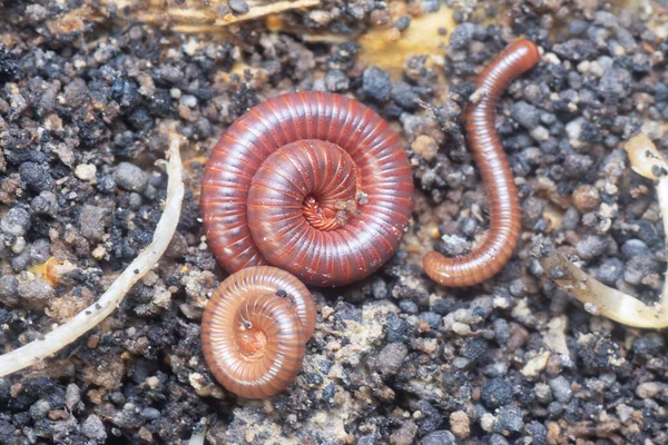 Chão Rastejando Com Vermelho Trigoniulus Corallinus — Fotografia de Stock