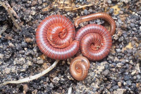 Suelo Lleno Trigoniulus Corallinus Rojo — Foto de Stock