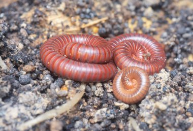 Toprak kırmızı Trigoniulus Corallinus ile kaynıyor.