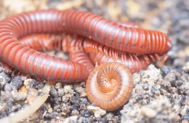 Toprak kırmızı Trigoniulus Corallinus ile kaynıyor.