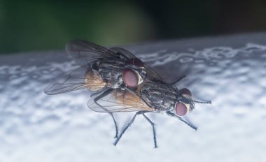 İki sineğin çiftleşmesini yakından çek.,