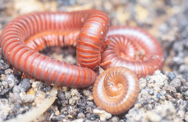 Ground Crawling Red Trigoniulus Corallinus — Stock Photo, Image