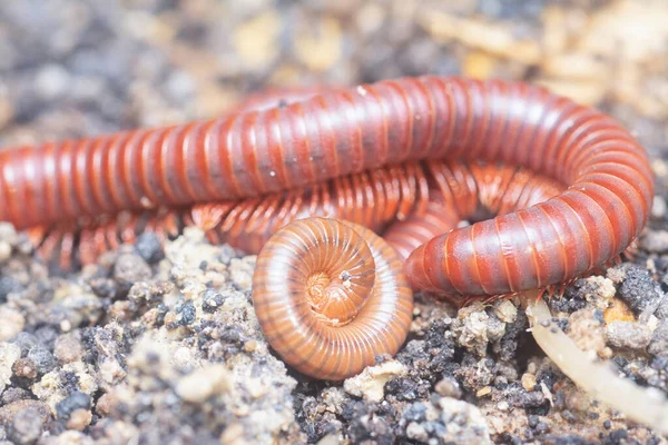 Ground Crawling Red Trigoniulus Corallinus — Stock Photo, Image