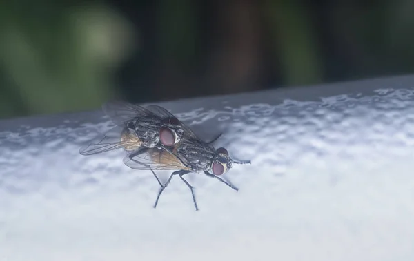 Bliskie Ujęcie Dwóch Klasterfly Godowych — Zdjęcie stockowe