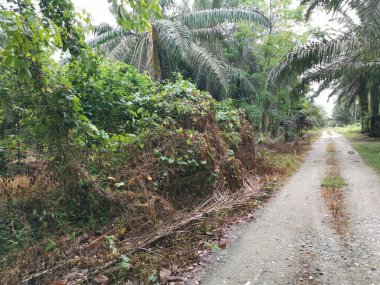 Yol kenarındaki çalılık örtülü bitki örtüsü.