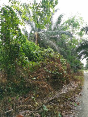 Yol kenarındaki çalılık örtülü bitki örtüsü.