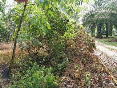 Yol kenarındaki çalılık örtülü bitki örtüsü.