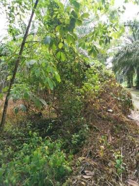 Yol kenarındaki çalılık örtülü bitki örtüsü.