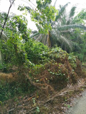 Yol kenarındaki çalılık örtülü bitki örtüsü.