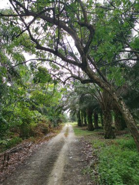 Yol kenarındaki çalılık örtülü bitki örtüsü.