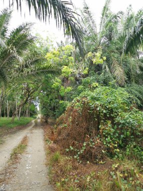 Yol kenarındaki çalılık örtülü bitki örtüsü.