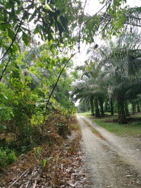 Yol kenarındaki çalılık örtülü bitki örtüsü.