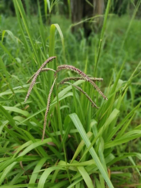 Zöld Vad Paspalum Dilatatatum Növény — Stock Fotó