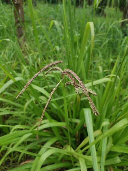 Zöld Vad Paspalum Dilatatatum Növény — Stock Fotó