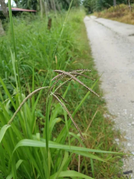 Πράσινο Άγριο Φυτό Paspalum Dilatatatum Grass — Φωτογραφία Αρχείου