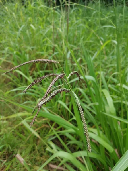 Πράσινο Άγριο Φυτό Paspalum Dilatatatum Grass — Φωτογραφία Αρχείου