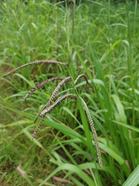 Green Wild Paspalum Dilatatum Grass Plant — Stock Photo, Image