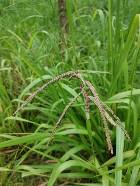 Zelená Rostlina Divoké Paspalum Dilatatum — Stock fotografie