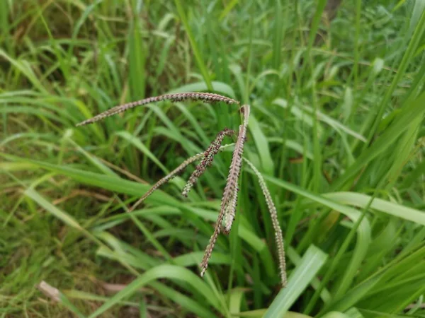 Zelená Rostlina Divoké Paspalum Dilatatum — Stock fotografie