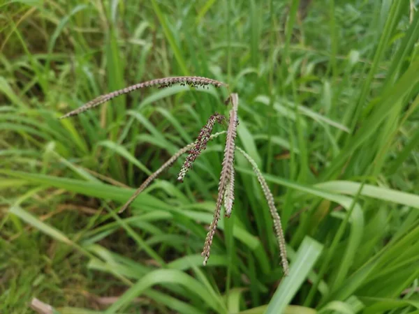 Πράσινο Άγριο Φυτό Paspalum Dilatatatum Grass — Φωτογραφία Αρχείου