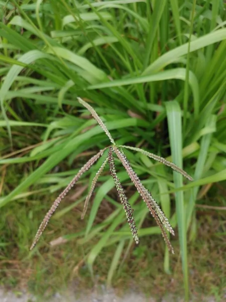 Verde Selvatico Paspalum Dilatatum Erba Pianta — Foto Stock