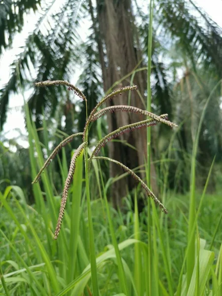 緑の野生のパパラムジラテウム草の植物 — ストック写真