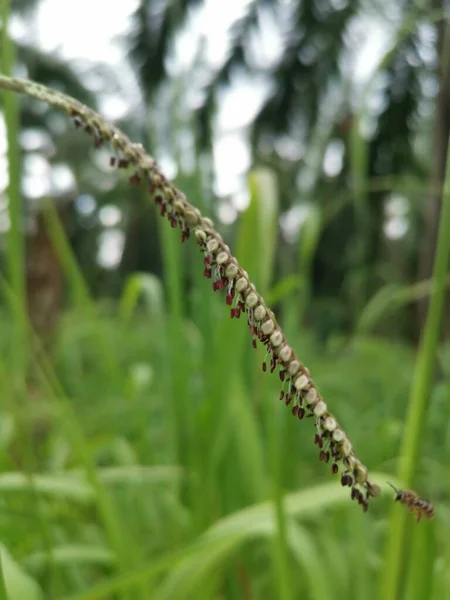 Green Wild Paspalum Dilatatum Grass Plant — Stock Photo, Image