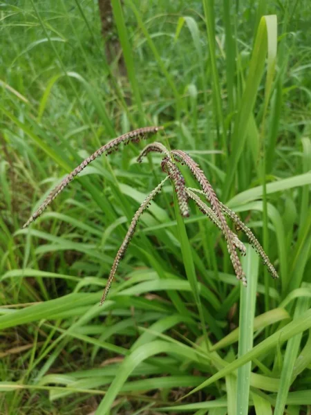 Zelená Rostlina Divoké Paspalum Dilatatum — Stock fotografie