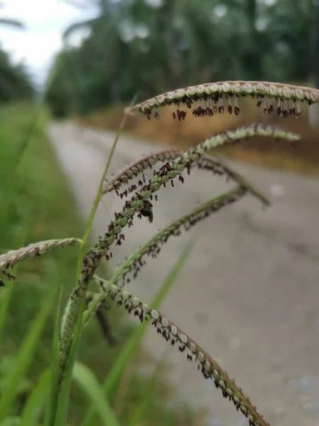 Πράσινο Άγριο Φυτό Paspalum Dilatatatum Grass — Φωτογραφία Αρχείου