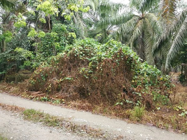 Frondosa Vegetación Forma Dosel Junto Carretera — Foto de Stock