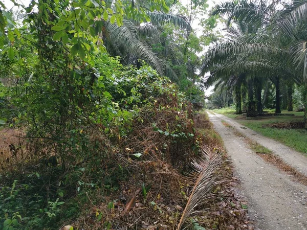 路边茂密的树冠状植被 — 图库照片