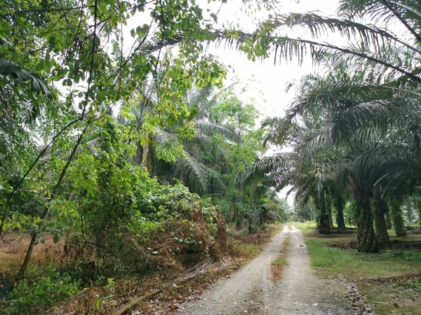 Yol kenarındaki çalılık örtülü bitki örtüsü.