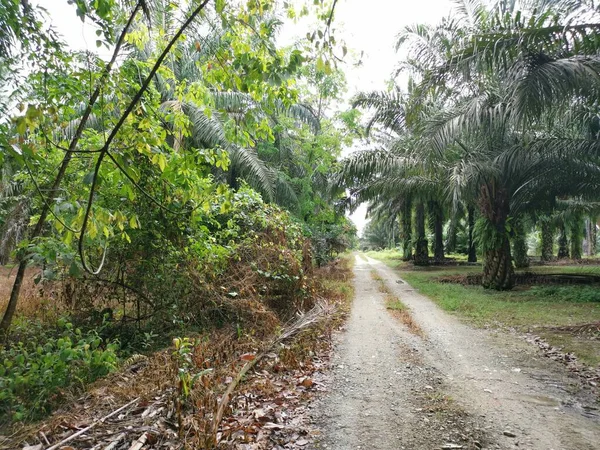 Yol kenarındaki çalılık örtülü bitki örtüsü.
