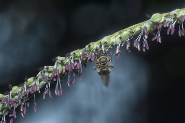 Paspalum çiçeğindeki Asya bal arısı.