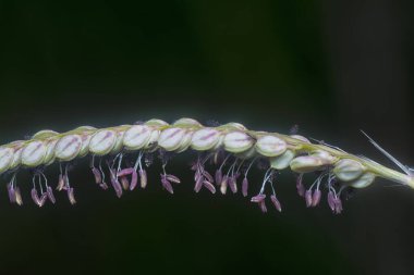 Paspalum dilatatum flora 'nın yakın plan çekimi..