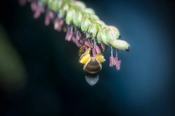 Asiatische Honingbij Het Paspalum Bloem — Stockfoto