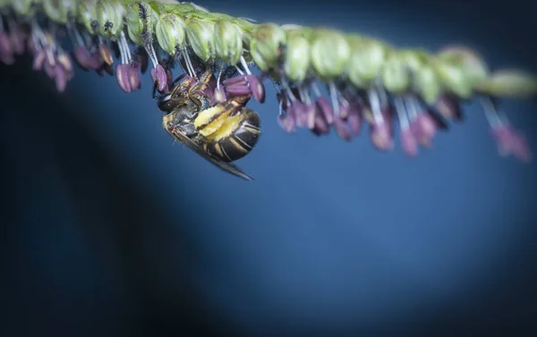 Asiatische Honingbij Het Paspalum Bloem — Stockfoto