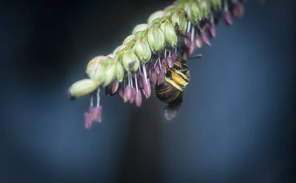 Asijská Včela Květu Paspalum — Stock fotografie
