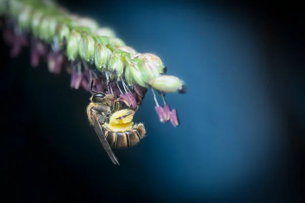 Azjatycka Pszczoła Miodna Kwiatach Paspalum — Zdjęcie stockowe