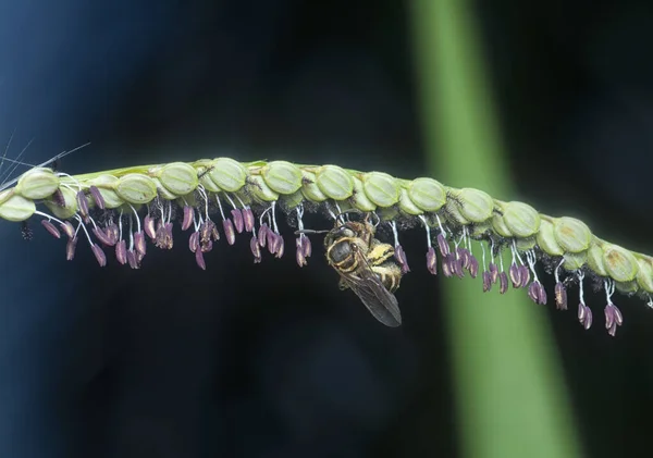 Abelha Asiática Mel Flor Paspalum — Fotografia de Stock