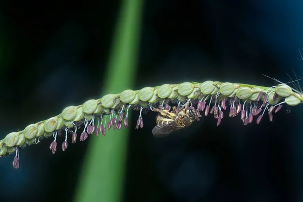 Abeja Asiática Miel Flor Paspalum — Foto de Stock