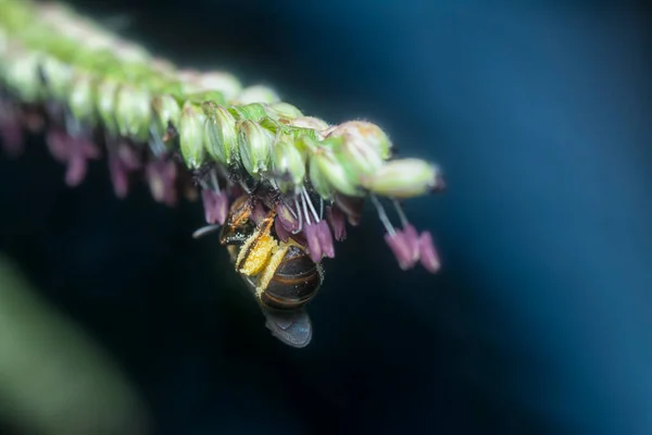 Азиатская Пчела Цветке Паспалума — стоковое фото