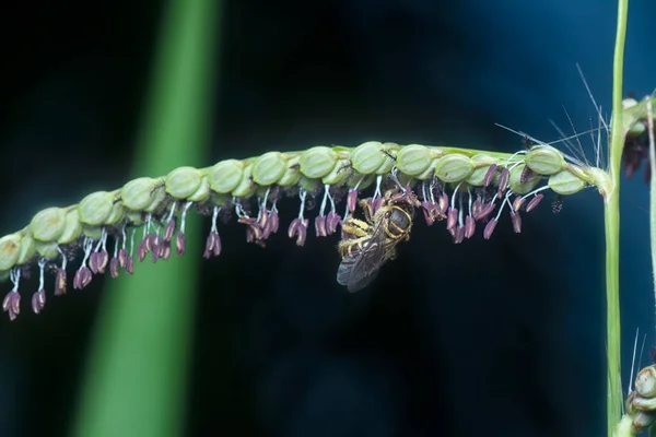 Азіатська Медова Бджола Пастельній Квітці — стокове фото