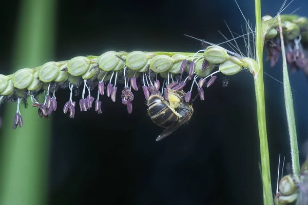 番石榴花上的花蜜 — 图库照片