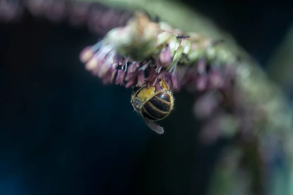 Asiatic Honey Bee Paspalum Flower — Stock Photo, Image