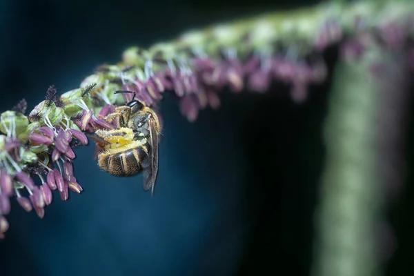 Abeille Asiatique Sur Fleur Paspalum — Photo