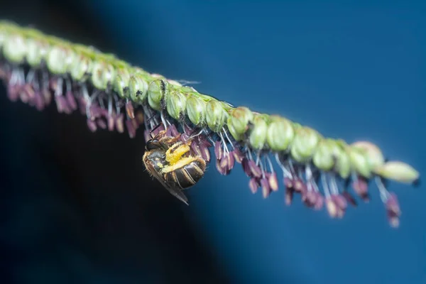 Asiatische Honigbiene Auf Der Paspalumblüte — Stockfoto